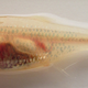Illustration for article titled How the Cavefish Lost Its Eyes